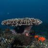 Picture taken during the dive