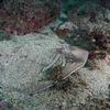 Picture taken during the dive