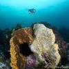 Picture taken during the dive