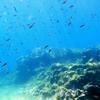 Picture taken during the dive