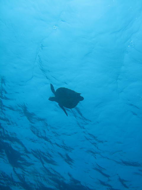 Kadena Marina Scuba & Sea - Dive Center