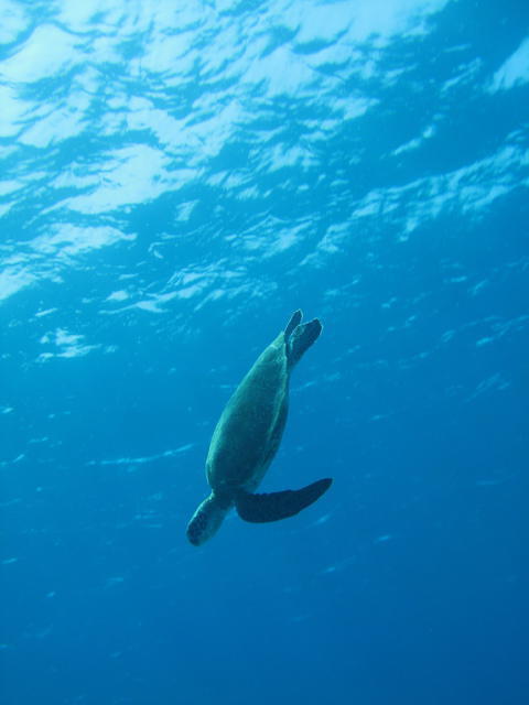 Kadena Marina Scuba & Sea - Dive Center