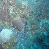 Picture taken during the dive