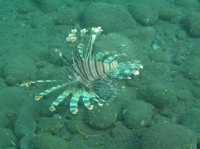 Deep Blue Studio - Dive Center in Indonesia