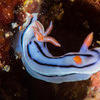 Picture taken during the dive