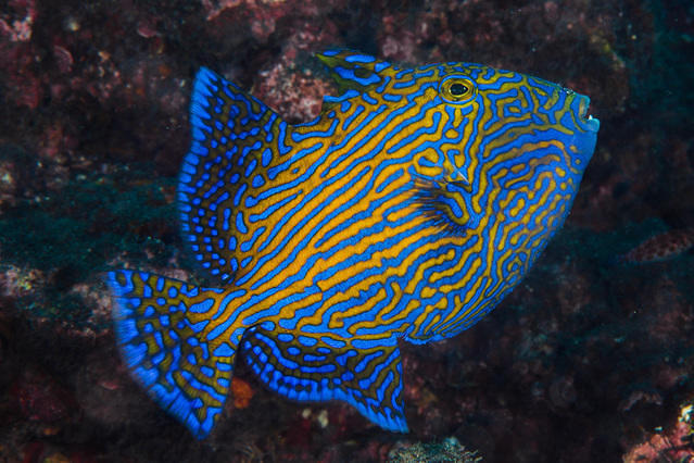 Bleu Marine Reunion - Dive Center in Reunion