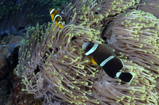 Eurl Sub Excelsus - Dive Center in Reunion