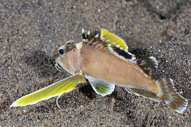 Atlantis International - Dive Center in Indonesia