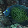 Picture taken during the dive