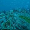 Picture taken during the dive