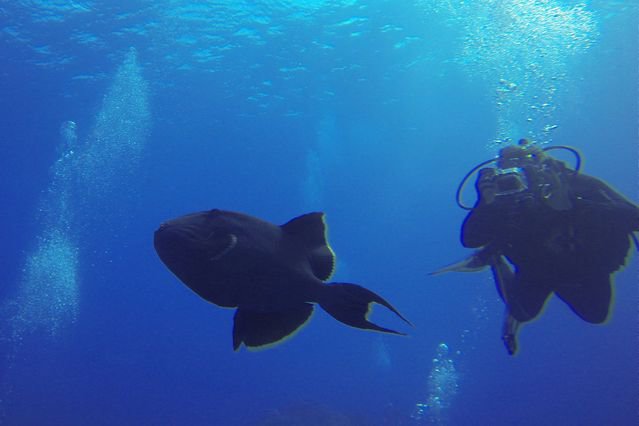 The Dive Centre-The Big Fish - Dive Center in Cook Islands