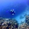 Picture taken during the dive
