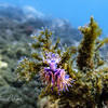 Picture taken during the dive