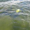 Picture taken during the dive