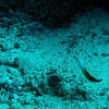 Picture taken during the dive