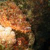 Picture taken during the dive