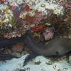 Picture taken during the dive