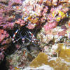 Picture taken during the dive