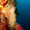 Picture taken during the dive