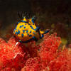 Picture taken during the dive