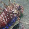 Picture taken during the dive