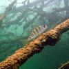 Picture taken during the dive