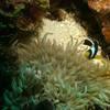 Picture taken during the dive