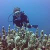 Picture taken during the dive