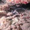 Picture taken during the dive