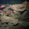 Picture taken during the dive