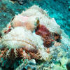 Picture taken during the dive