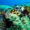 Picture taken during the dive