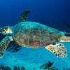Picture taken during the dive