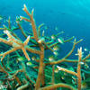 Picture taken during the dive