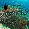 Picture taken during the dive