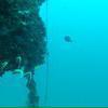 Picture taken during the dive