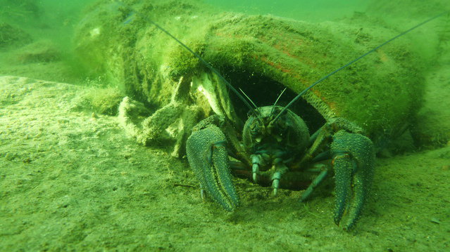 Diving in Suède, Norrtälje - By Hierbas