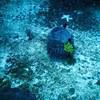 Picture taken during the dive