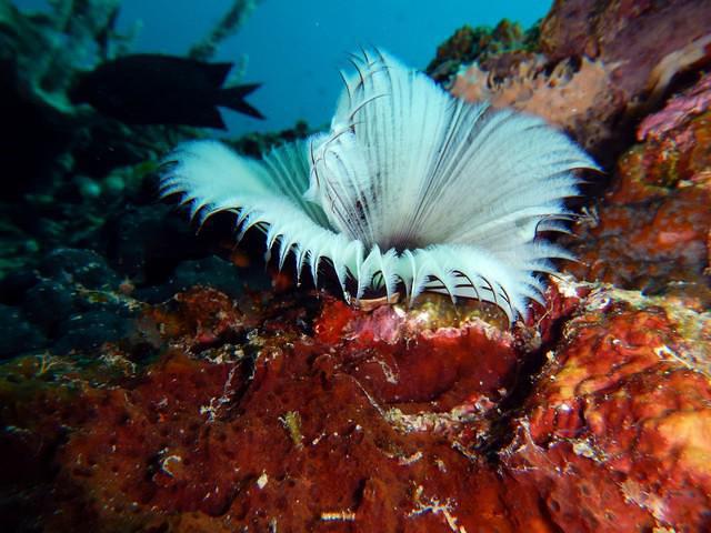 Palawan Divers - Dive Center in Philippines