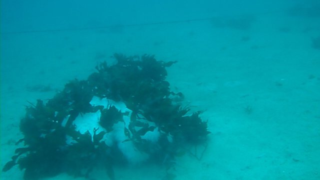 Doona Divers - Dive Center in Corée du Sud
