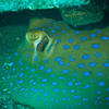 Picture taken during the dive
