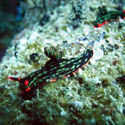 Sea Explorers - Dive Center
