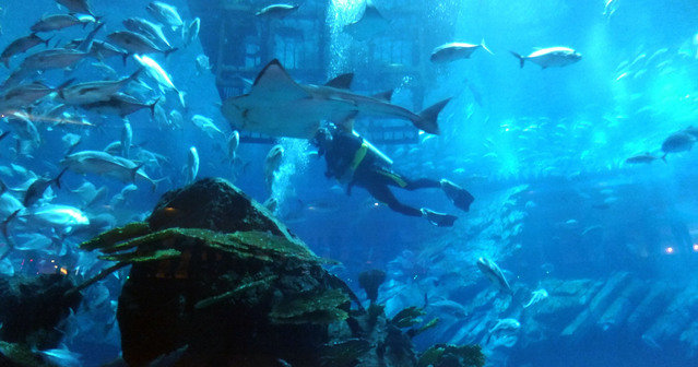 Al Boom Diving-Jebel Ali Golf Resort & Spa - Dive Center