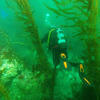 Picture taken during the dive