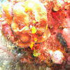 Picture taken during the dive