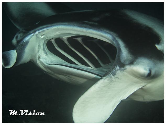 Diving in Kihaadhoo, Maldives - By Max