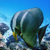 Picture taken during the dive