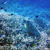 Picture taken during the dive
