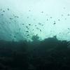 Picture taken during the dive
