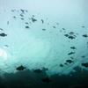 Picture taken during the dive